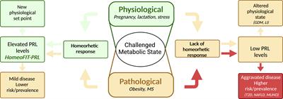 The beneficial metabolic actions of prolactin